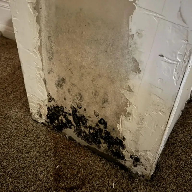 Professional Mold Removal in Edgerton, MN